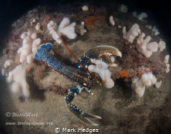 Rock Lobster ? by Mark Hedges 